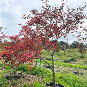 Amelanchier 'Ballerina'