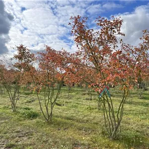 Amelanchier lamarckii