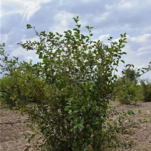 Amelanchier rotundifolia