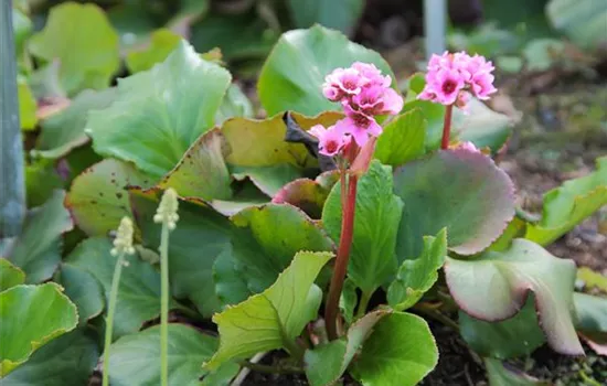 Bergenia cordifolia 'Herbstblüte'