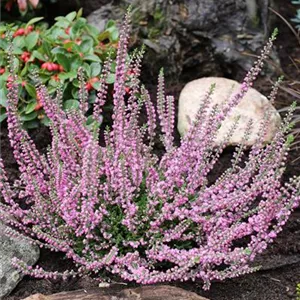 Calluna vulgaris 'Peter Sparkes'