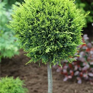 Cupressocyparis leyl.'Castlewellan Gold'