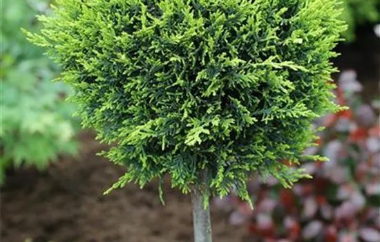 Cupressocyparis leyl.'Castlewellan Gold'