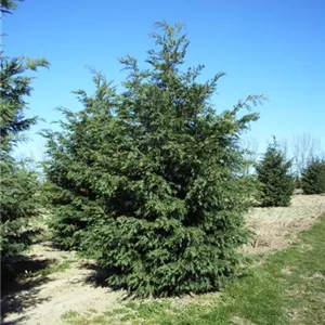 Cupressocyparis leylandii