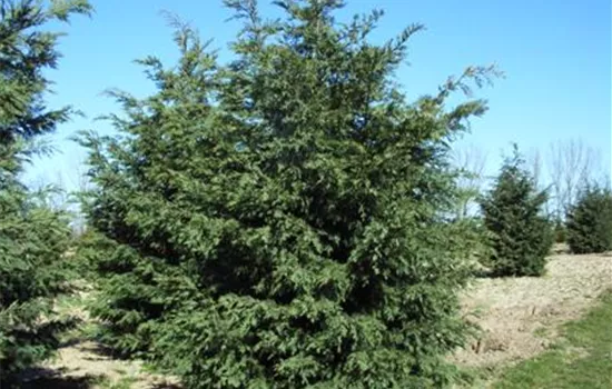 Cupressocyparis leylandii
