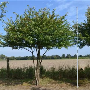 Crataegus persimilis