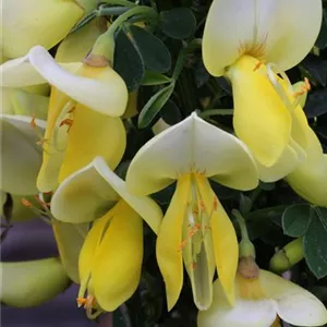 Cytisus scoparius 'Luna'