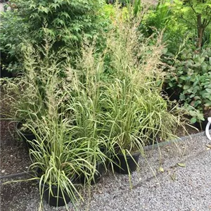 Deschampsia cespitosa