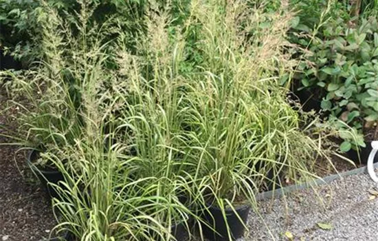 Deschampsia cespitosa