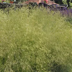 Deschampsia cespitosa 'Goldschleier'