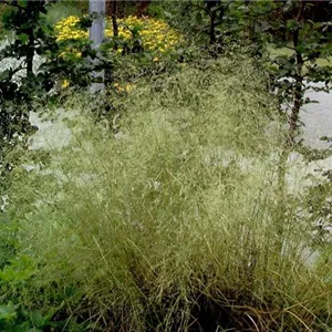 Deschampsia cespitosa 'Tardiflora'