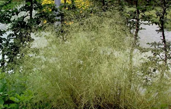 Deschampsia cespitosa 'Tardiflora'