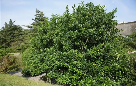 Ilex aquif.'J.C.van Tol'
