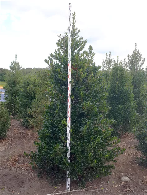 Ilex aquif.'J.C.van Tol'