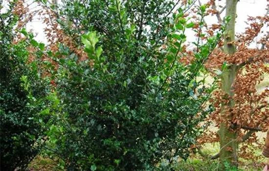 Ilex aquif.'Pyramidalis'