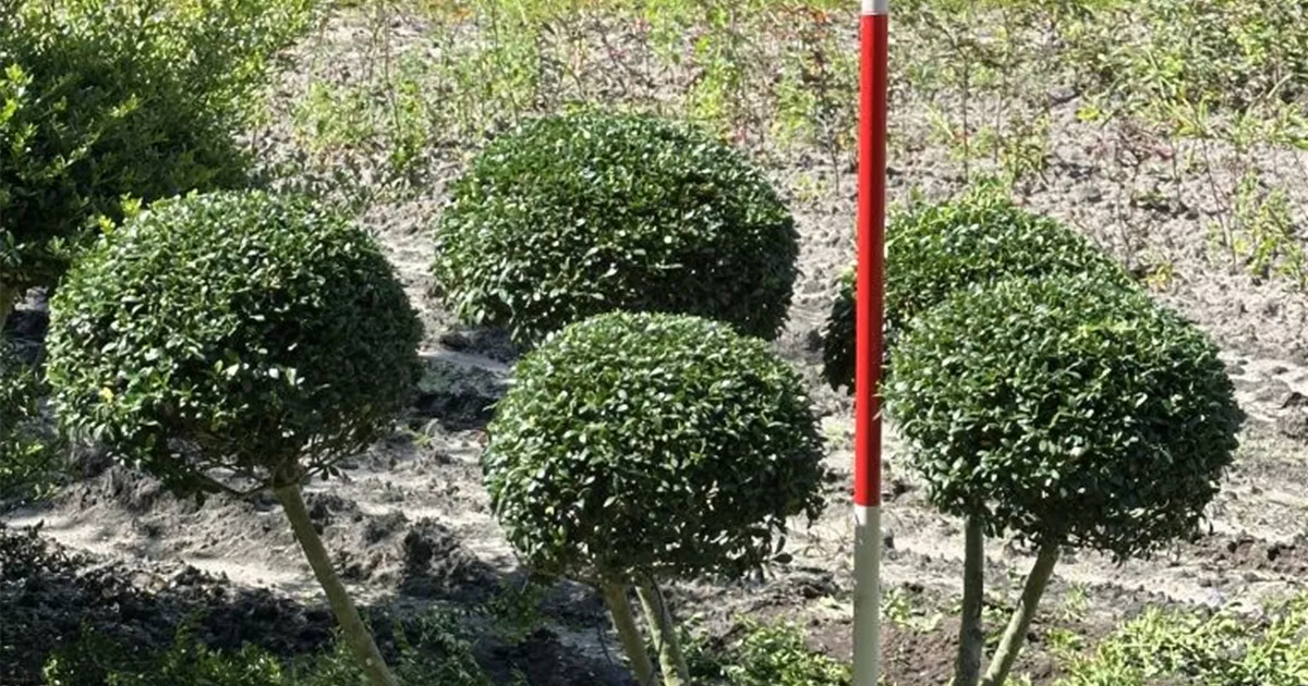 Ilex crenata 'Dark Green' -R-