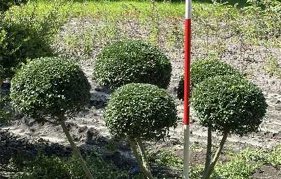 Ilex crenata 'Dark Green' -R-