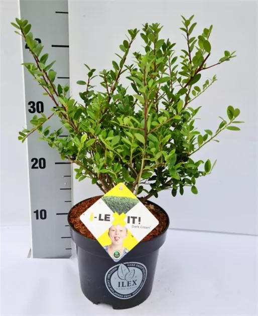 Ilex crenata 'Dark Green' -R-