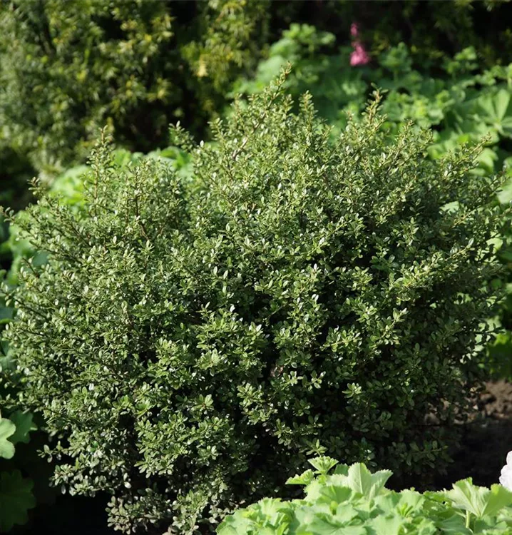 Ilex crenata 'Glorie Gem'
