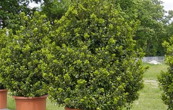 Ilex meserveae 'Blue Prince' -R-