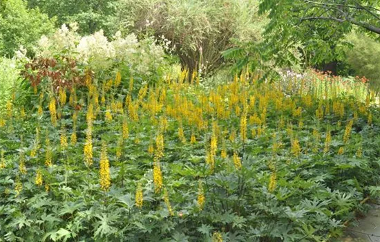 Ligularia przewalskii