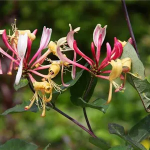 Lonicera periclymenum 'Serotina'