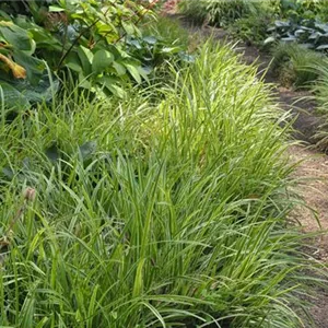 Luzula sylvatica 'Marginata'