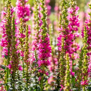 Lythrum salicaria 'Robert'