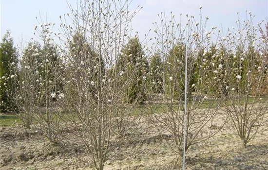 Magnolia stellata 'Royal Star'