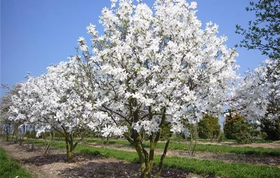 Magnolia x loebneri 'Merrill'