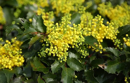 Mahonia aquifolium 'Apollo'