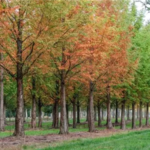 Metasequoia glyptostroboides