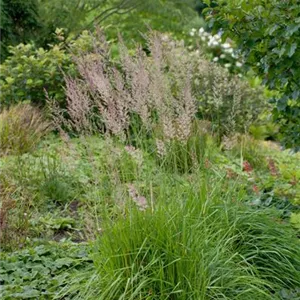 Milium effusum 'Aureum'