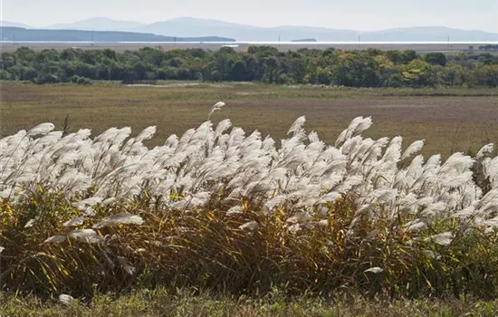 Miscanthus sacchariflorus 'Robustus'