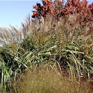 Miscanthus sinensis 'Goliath'