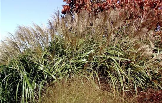 Miscanthus sinensis 'Goliath'