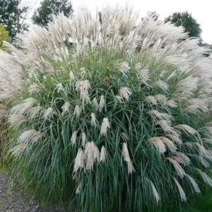 Miscanthus sinensis 'Hermann Müssel'