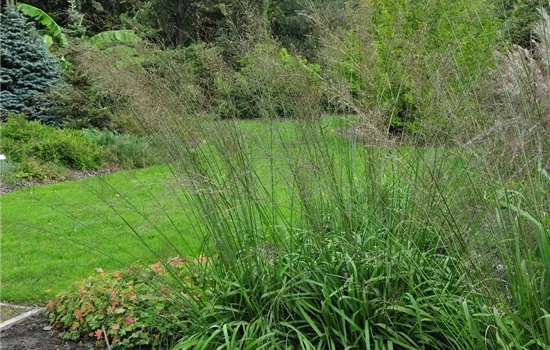 Molinia arundinacea 'Transparent'