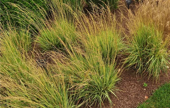 Molinia caerulea 'Variegata'