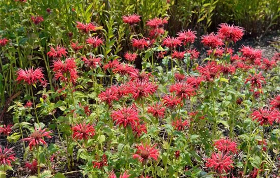 Monarda fistulosa 'Gardenview Scarlet'
