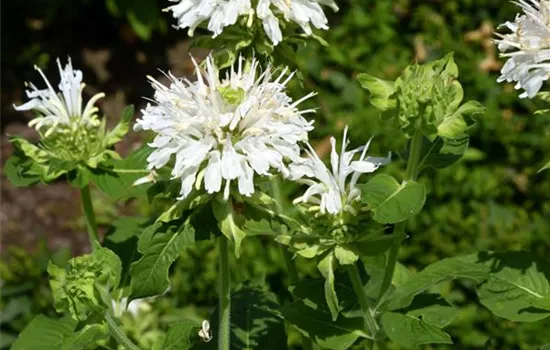 Monarda fistulosa 'Schneewittchen'