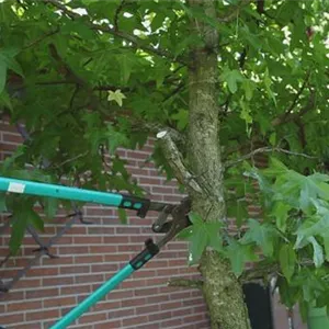 Deciduous shrubs - pruning in the fall