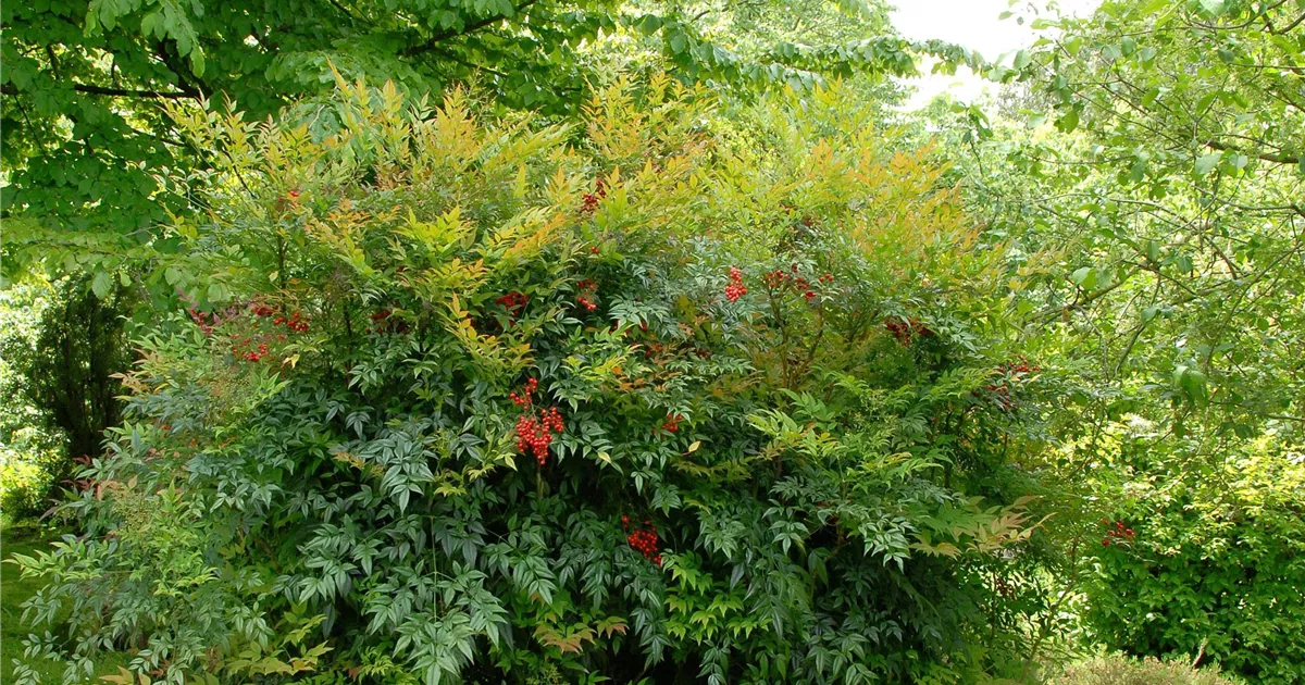 Nandina domestica