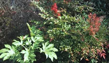 Nandina domestica