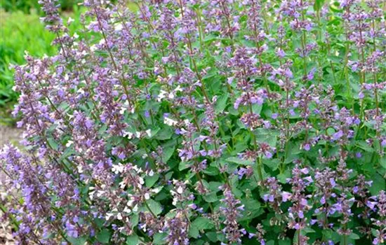 Nepeta grandiflora 'Blue Danube'
