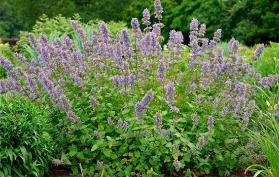 Nepeta grandiflora 'Zinsers Giant'