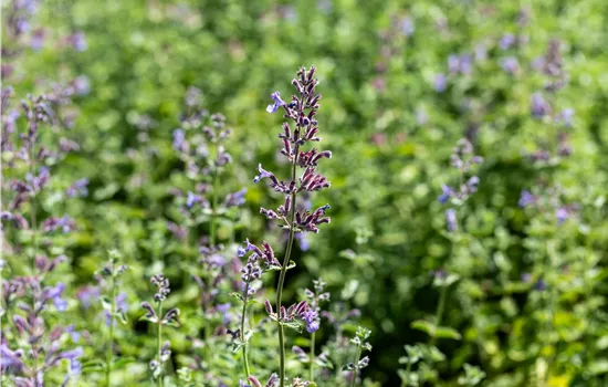 Nepeta x faassenii 'Six Hills Giant'