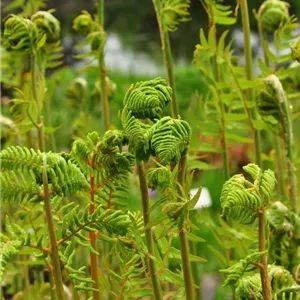 Osmunda regalis