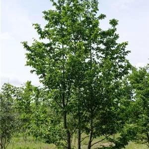 Ostrya carpinifolia