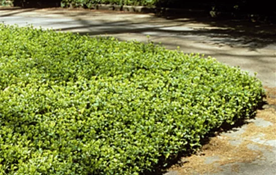 Pachysandra terminalis